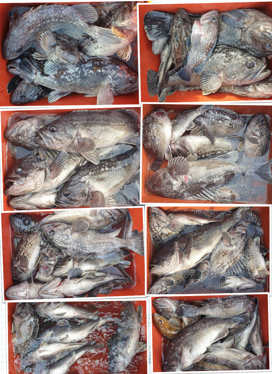 3월 20일 대성호우럭조황입니다