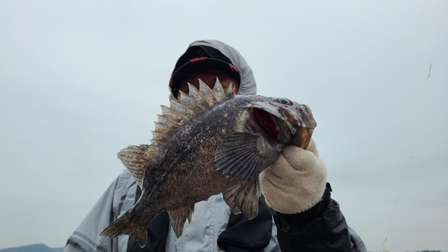 3월20일 뉴대성호 내만우럭조황