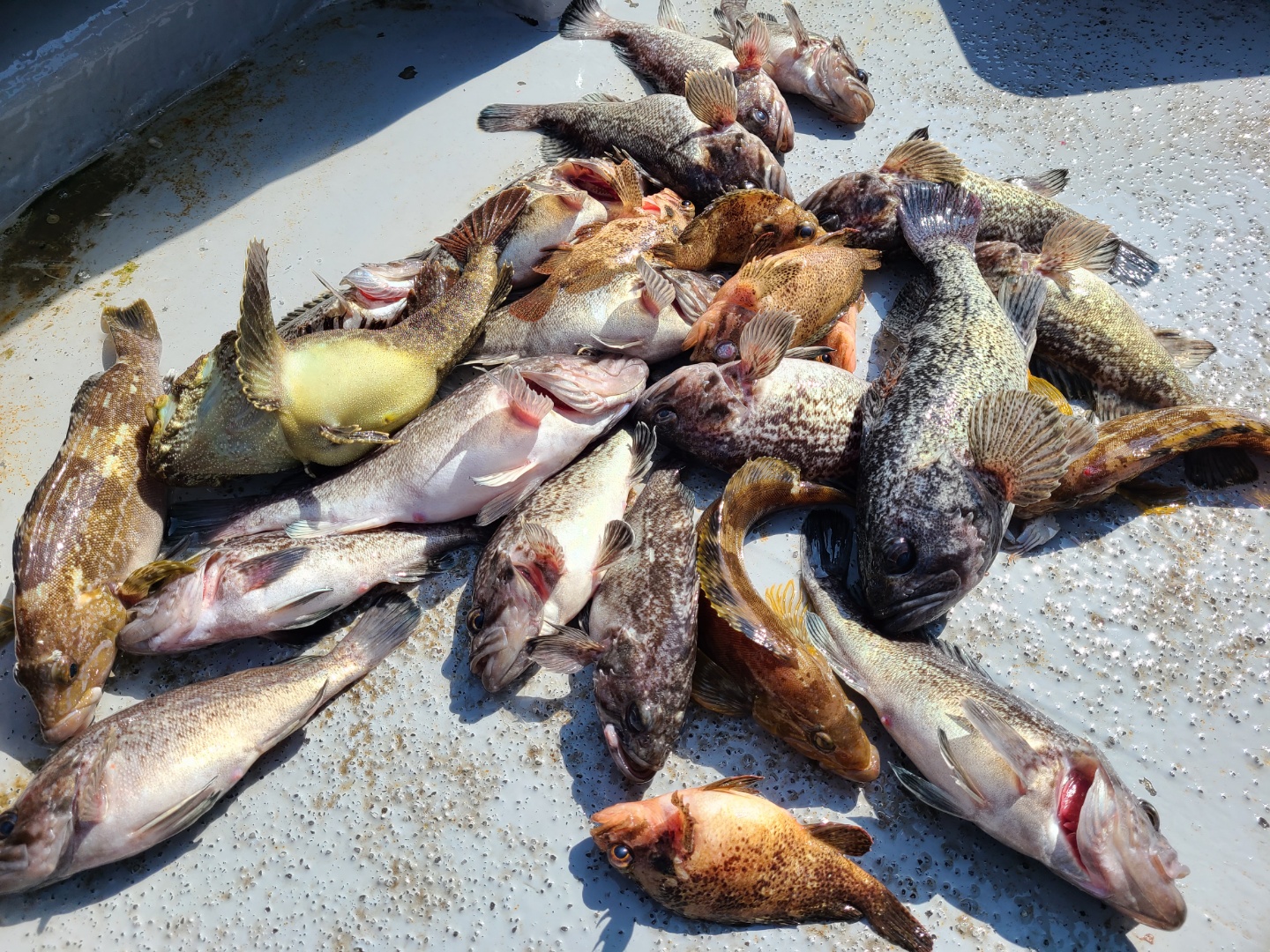 4월19일 뉴대성호 우럭조황