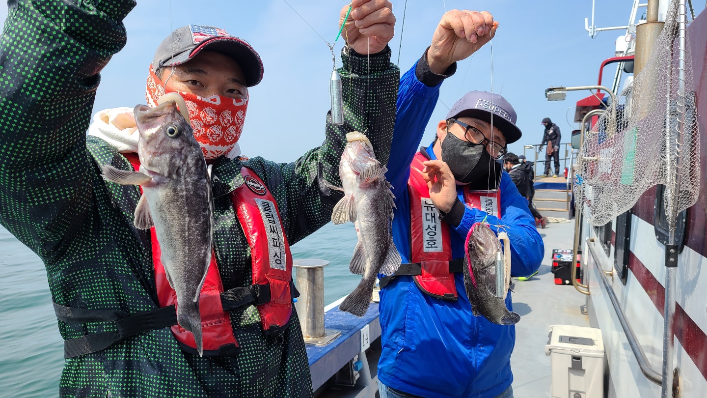 4월10일 뉴대성호 우럭조황