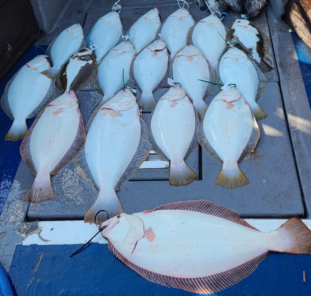 4월 7일 6인 대성호 광어탐사 조황입니다