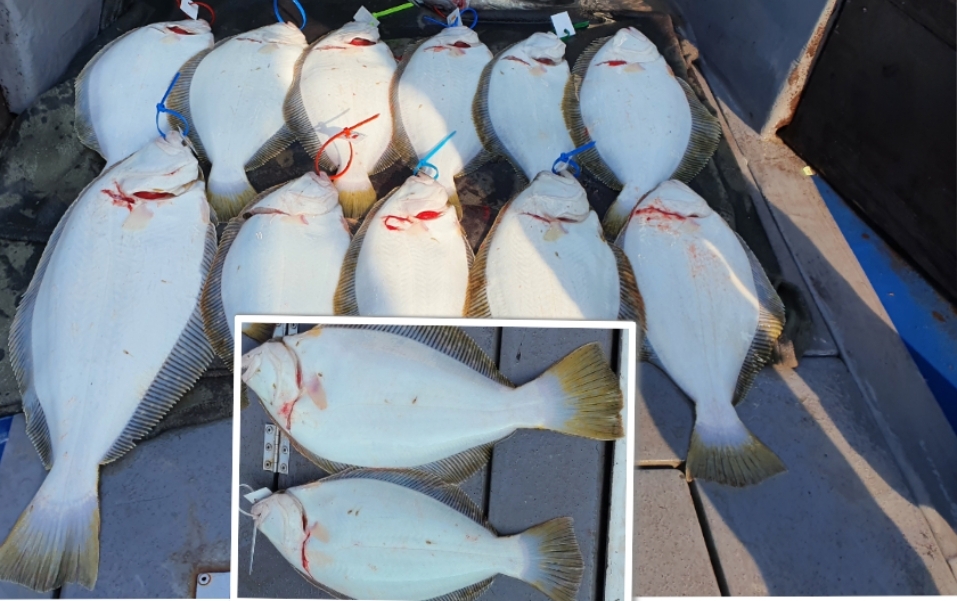 4월 11일 대성호 광어탐사 조황입니다