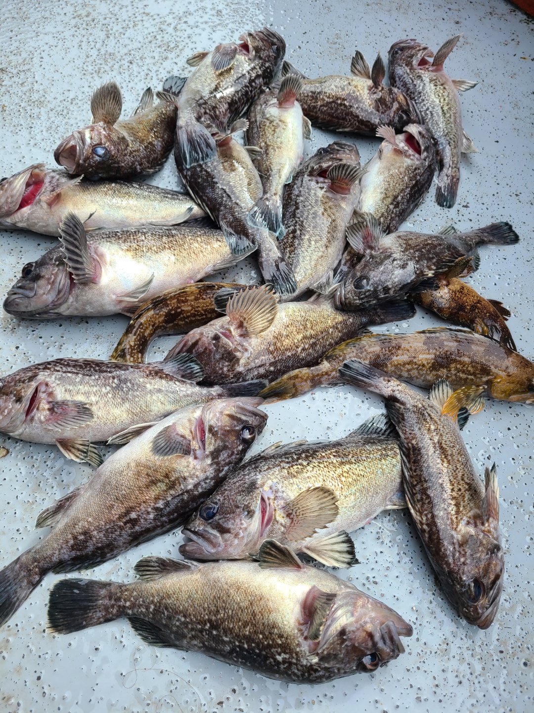 4월22일 뉴대성호 우럭조황