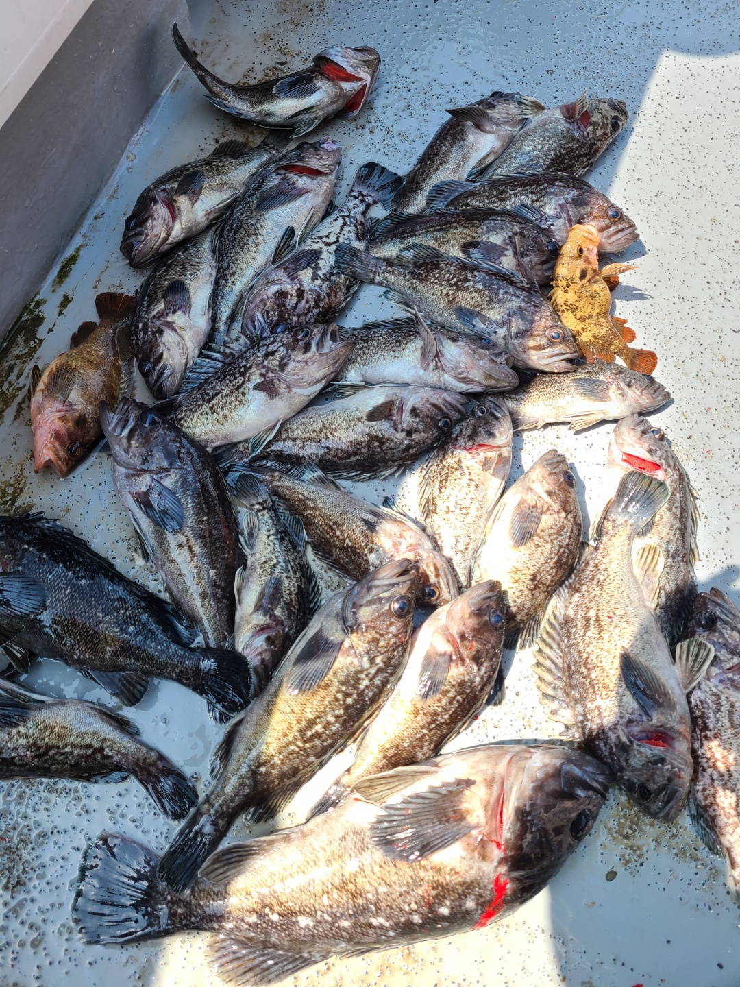 4월20일 뉴대성호 우럭조황