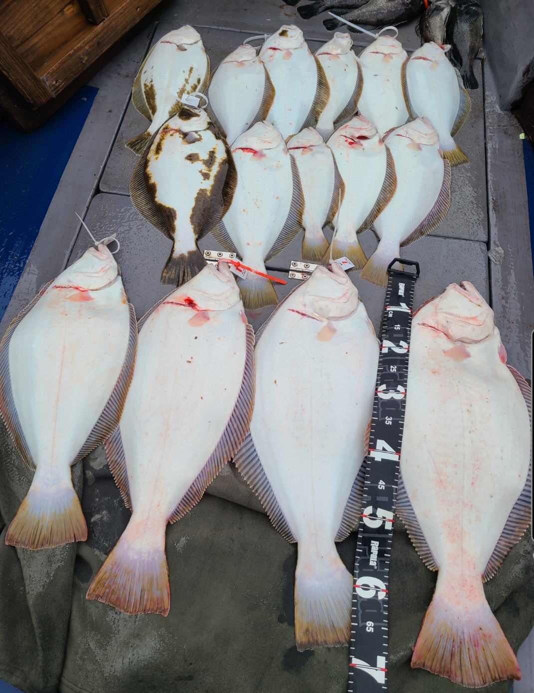 4월 21일 대성호 6인 대광어~^^ 조황입니다