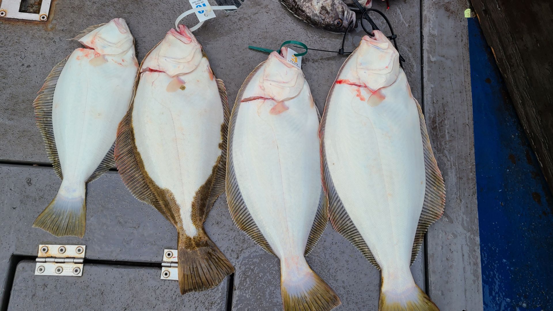 4월 2일 대성호 광어탐사조황입니다