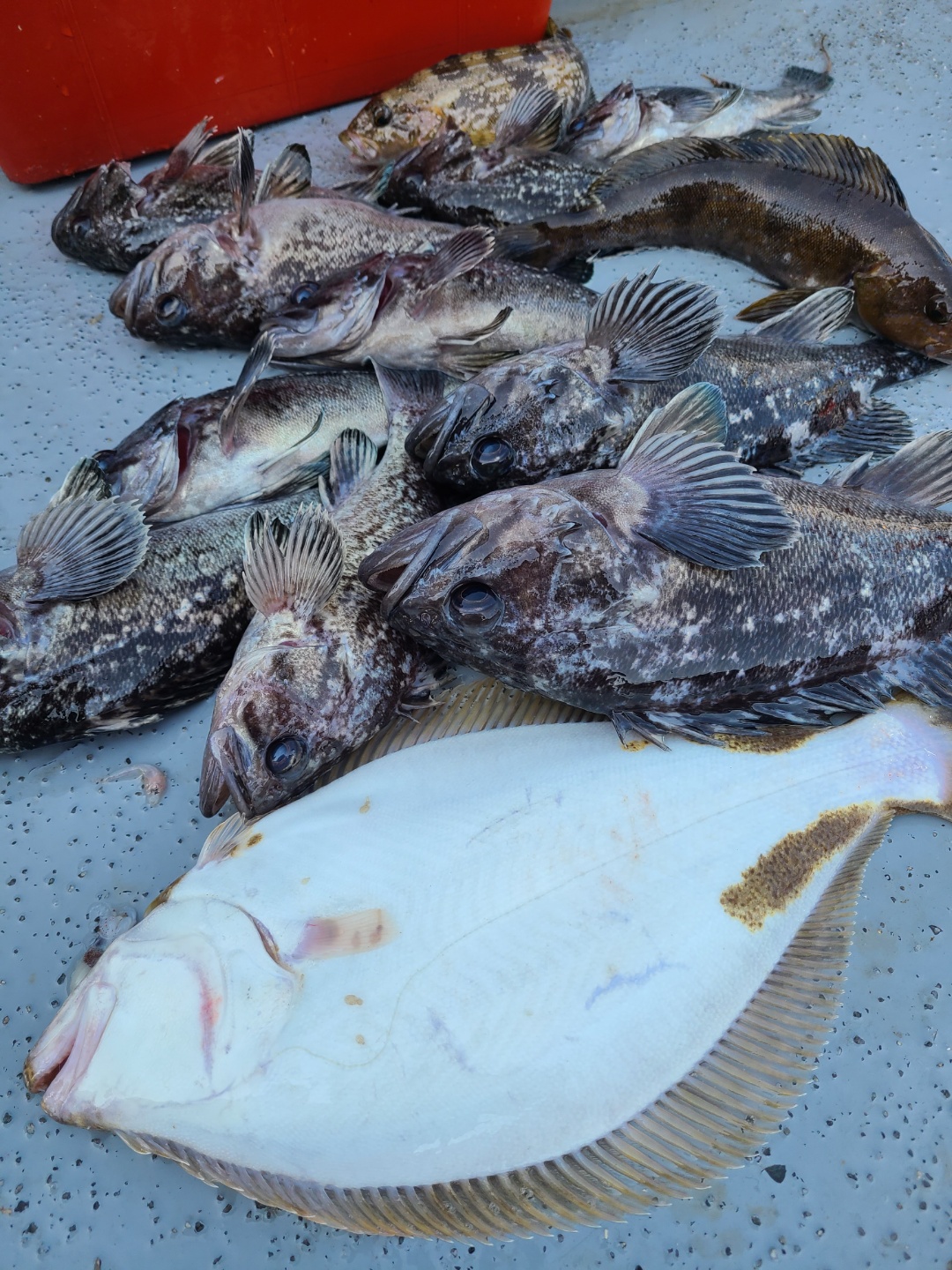 4월9일 뉴대성호 우럭조황