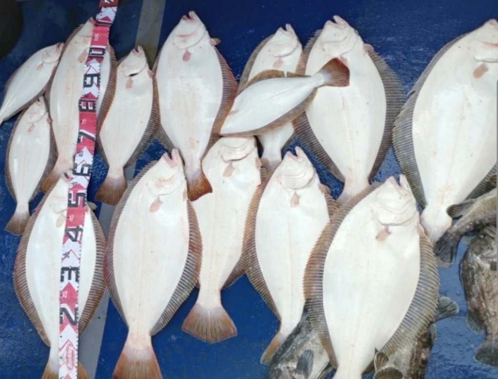 5월 11일 대성호 2인 광어다운샷조황입니다