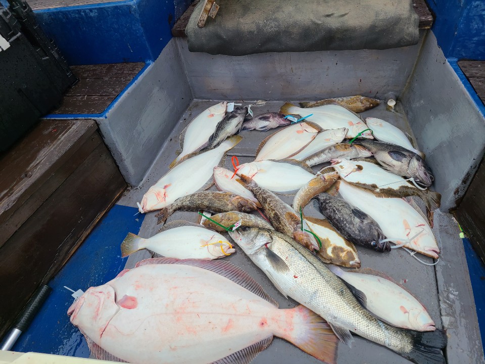 5월 23일 대성호 광어다운샷조황입니다