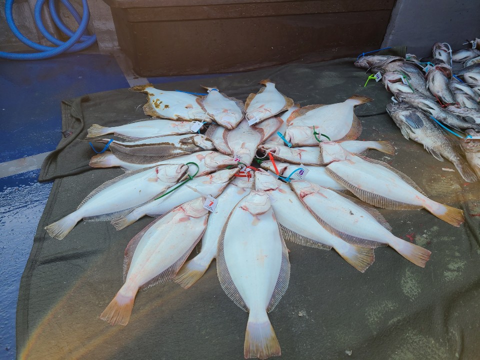 5월 22일 대성호 광어다운샷조황입니다