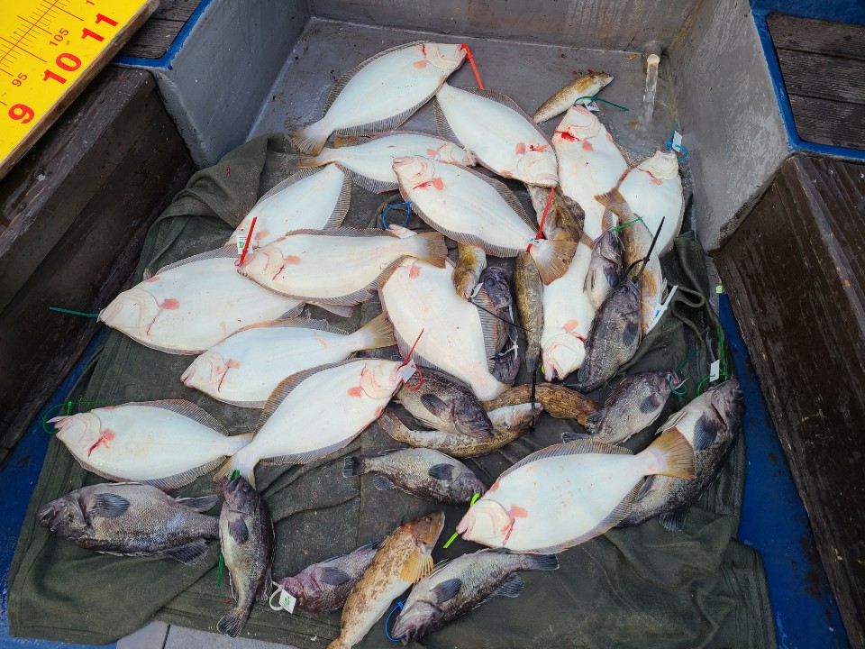 5월 29일 대성호 광어다운샷조황입니다