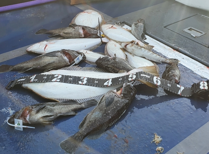 5월 9일 대성호 광어다운샷조황입니다