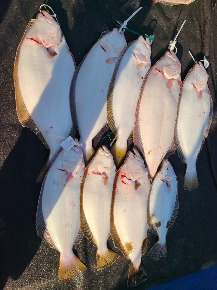 5월 12일 7인 대성호 광어다운샷조황입니다