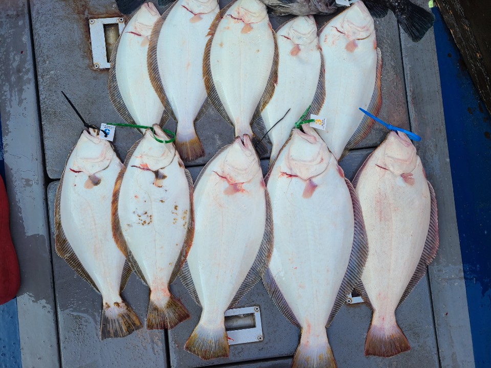 5월 13일 8인 대성호 광어다운샷조황입니다