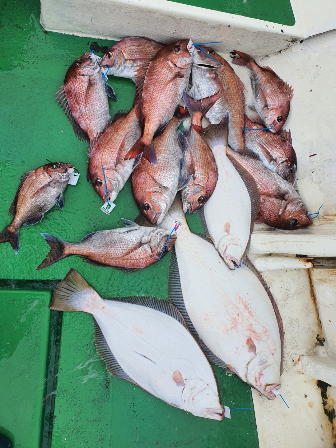 5월 23일 뉴궁리호 참돔 조황