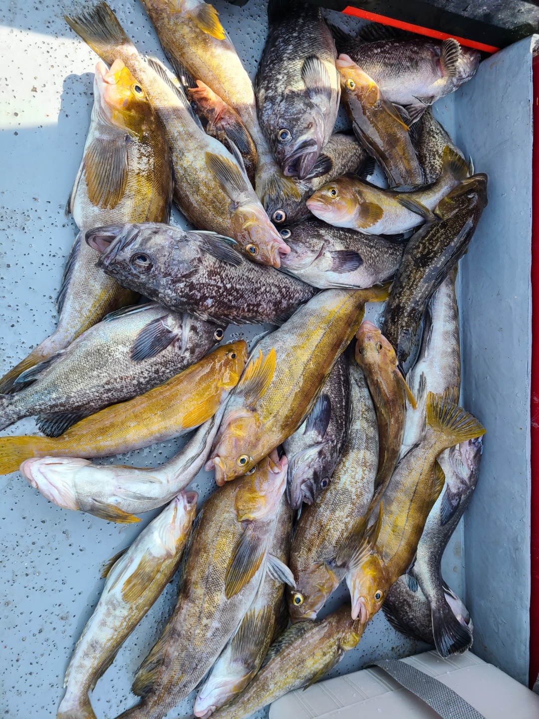 5월19일 뉴대성호 다잡아우럭광어 조황