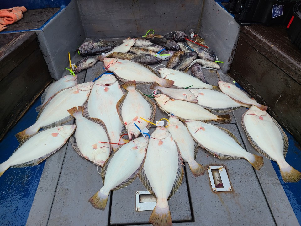 6월 12일 대성호 광어다운샷조황입니다