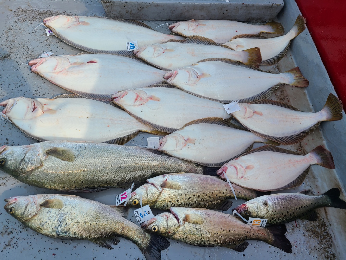 6월12일 뉴대성호 다잡아외수질조황