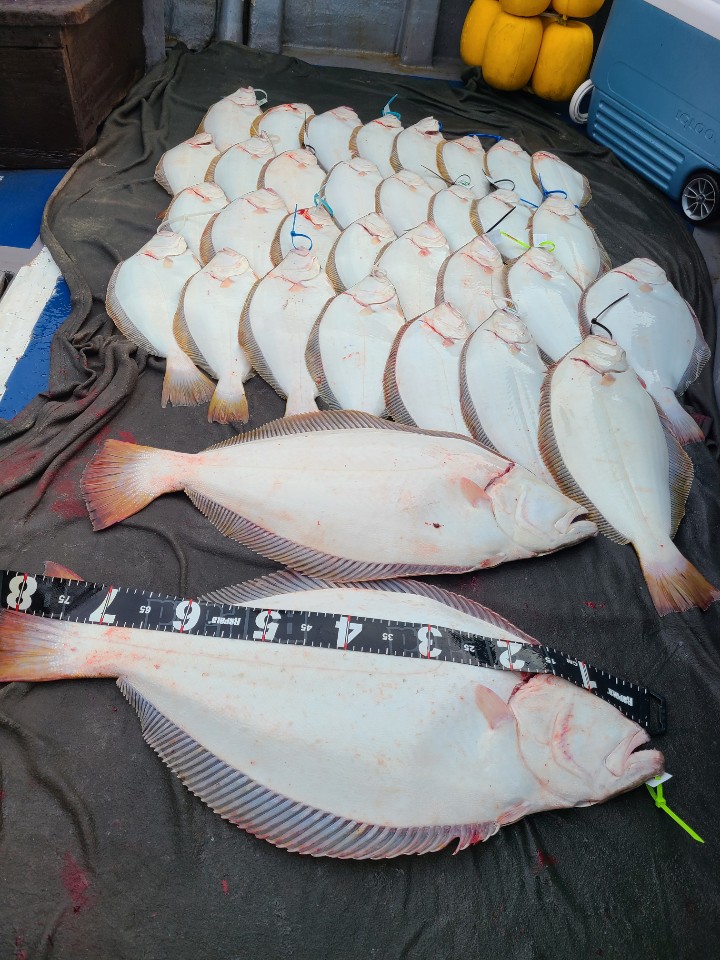 6월 29일 대성호 대광어 대박 다운샷조황입니다