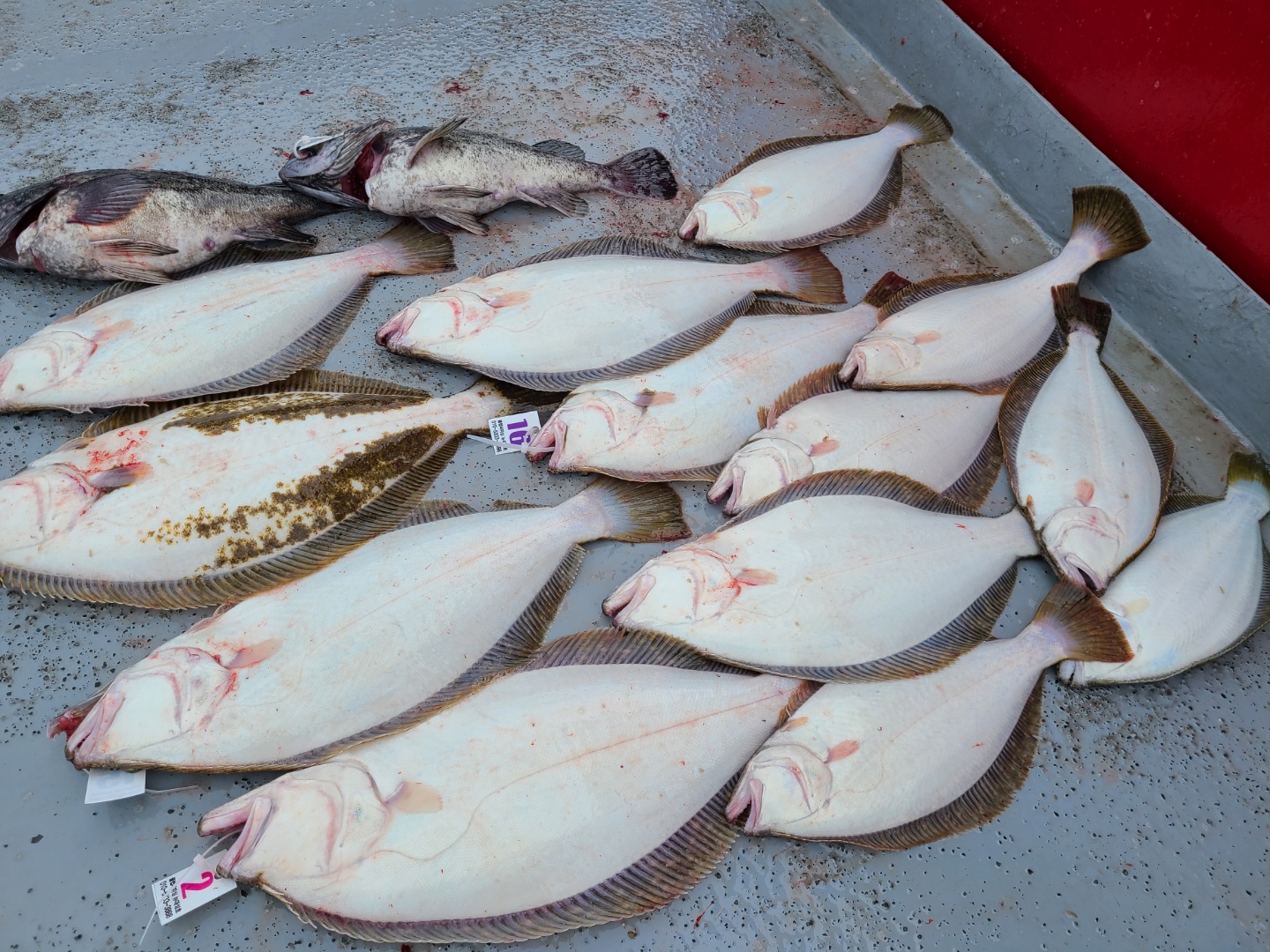 6월14일 뉴대성호 다잡아외수질조황