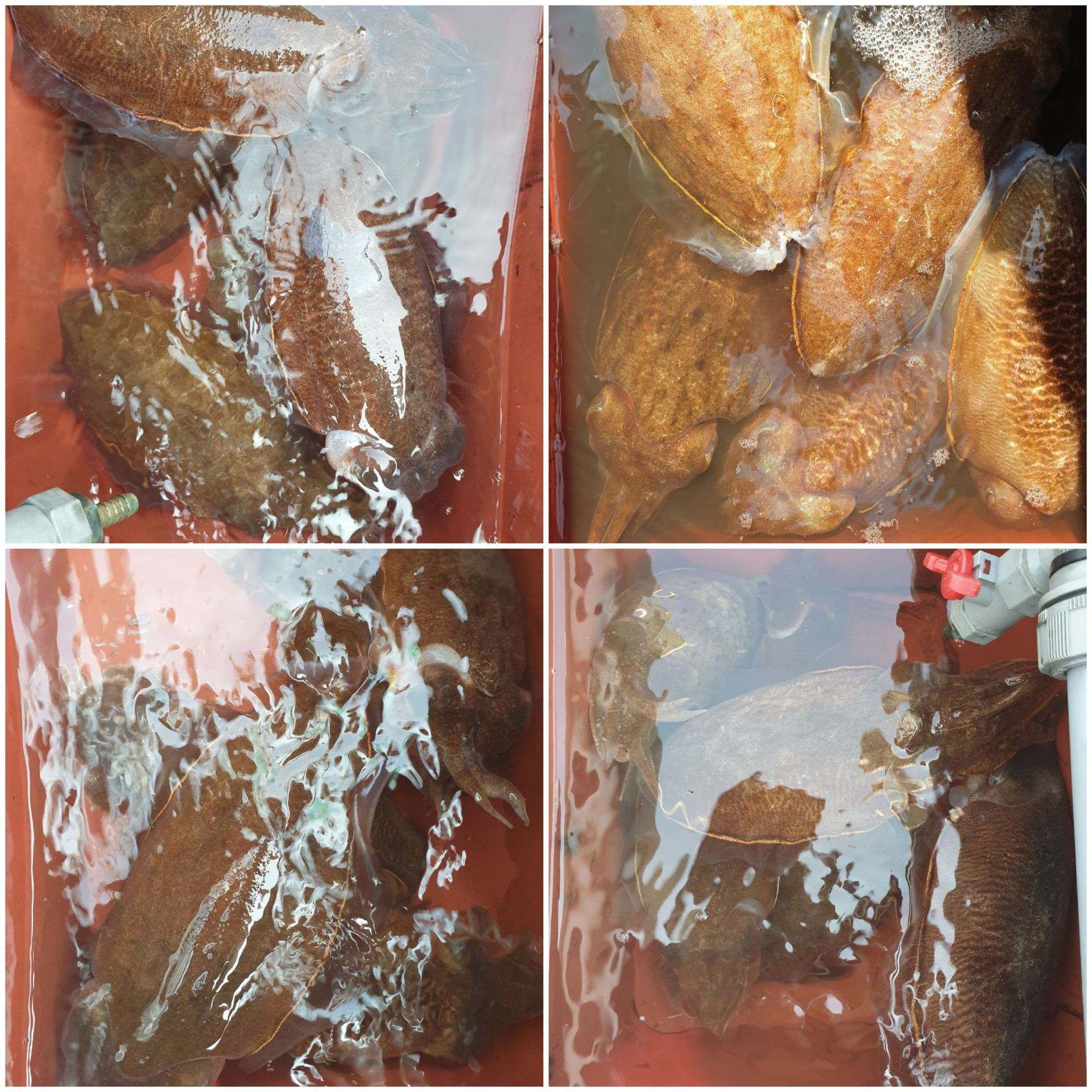 6월9일 동백호 갑오징어  조황