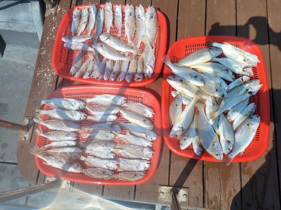 7월 31일 대성2호 백조기 조황