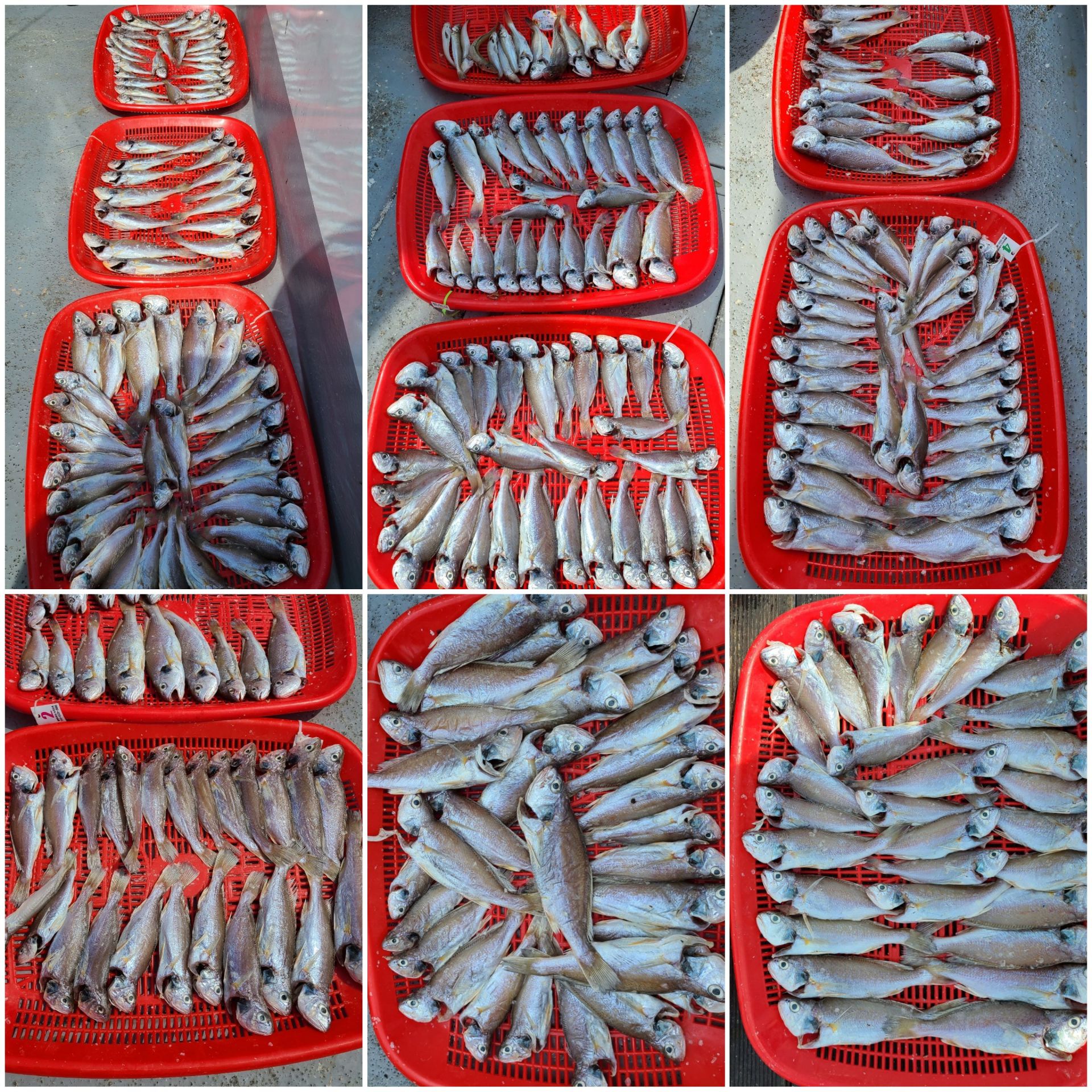 7월20일 뉴대성호 백조기조황