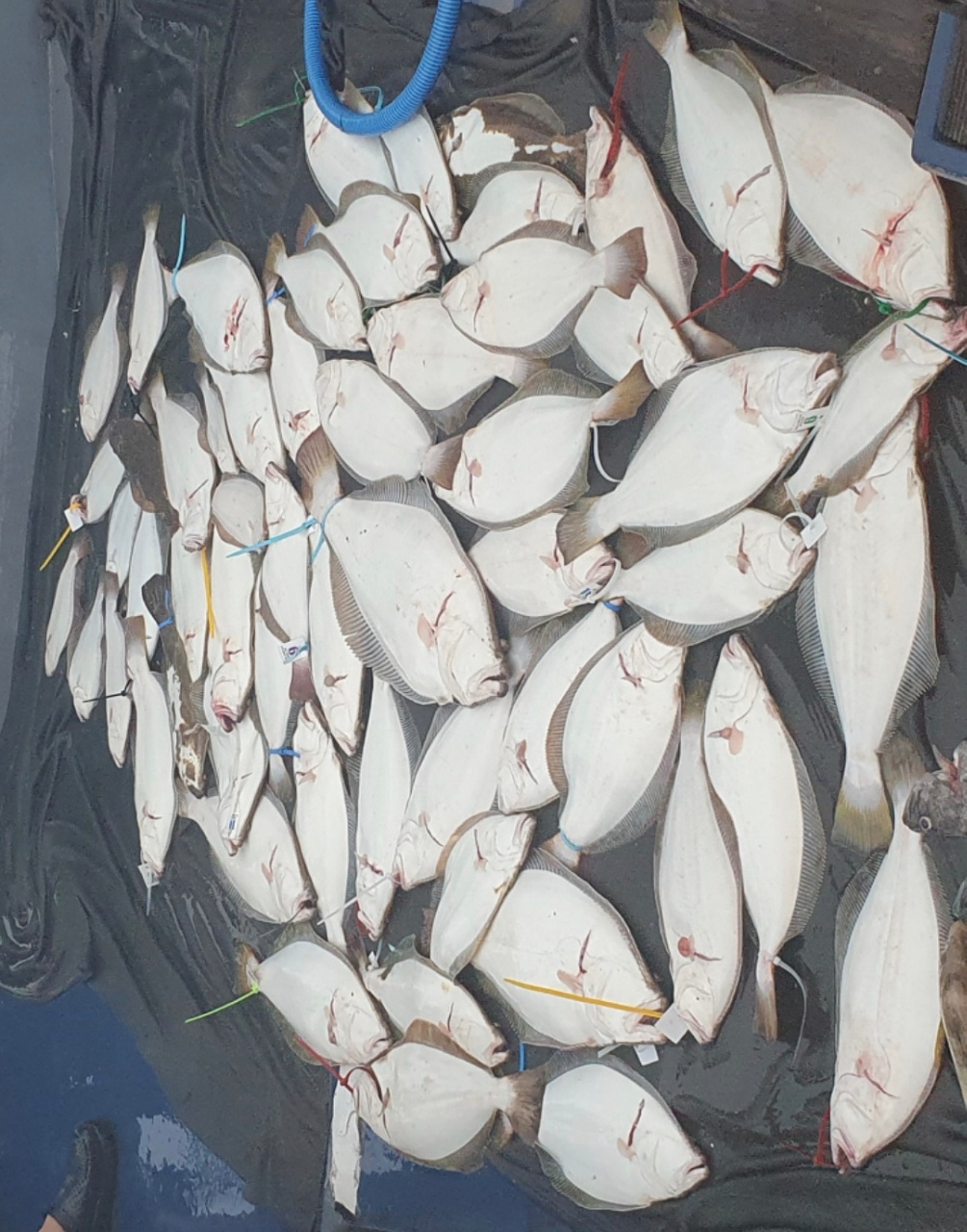 7월 11일 대성호 15人 2021년 최다 마릿수 대박조황