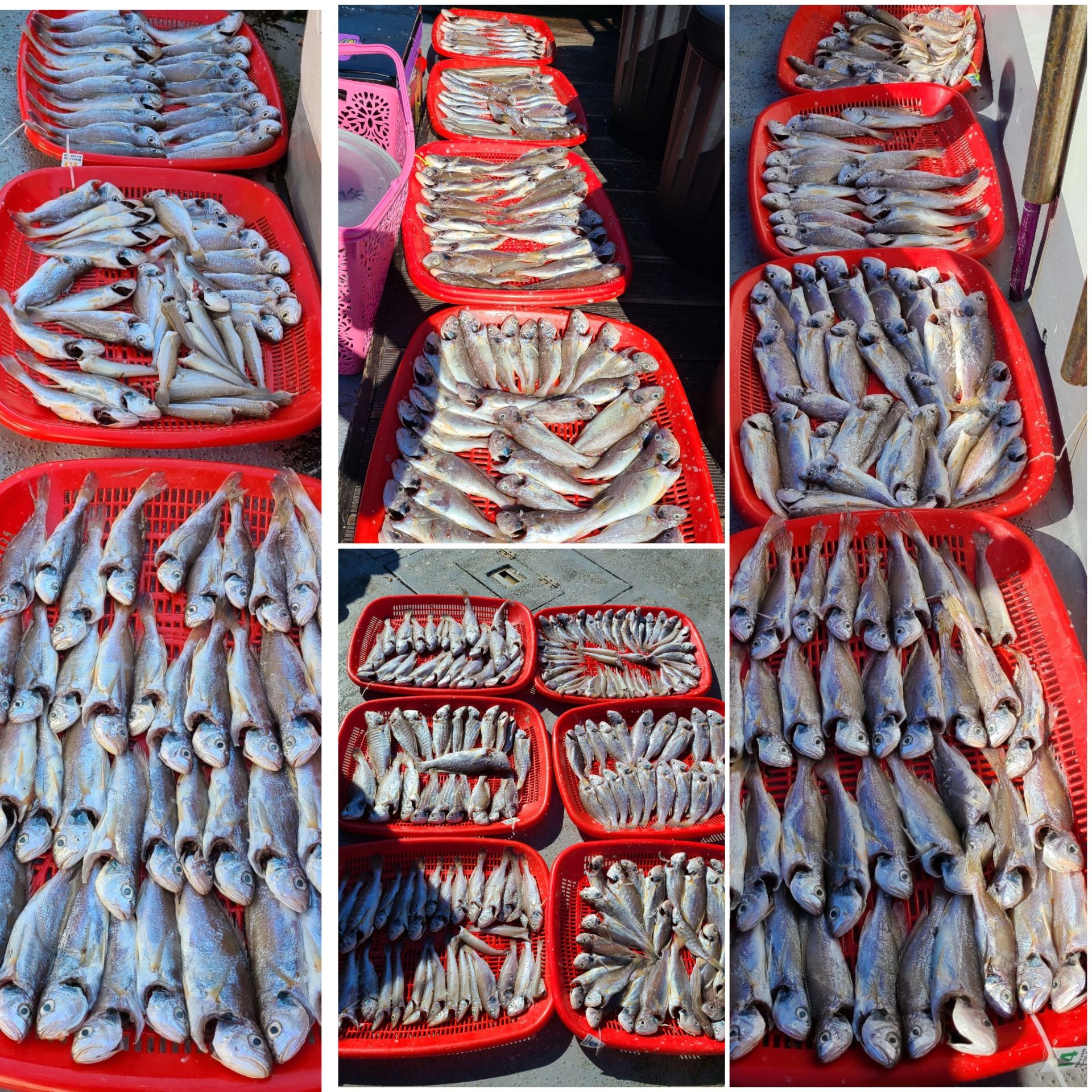 7월21일 뉴대성호 백조기조황