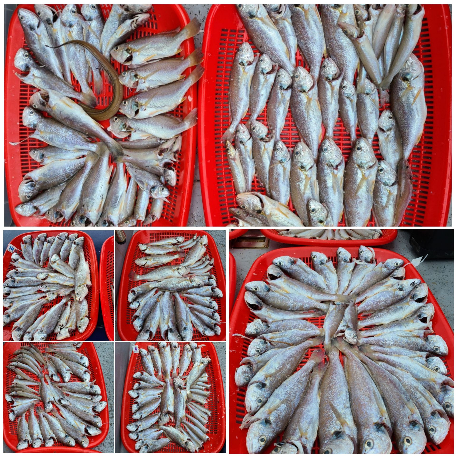 7월5일 뉴대성호 백조기조황