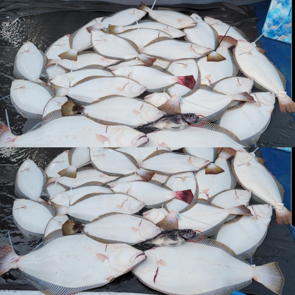 7월 24일~25일 대성호 광어다운샷조황입니다