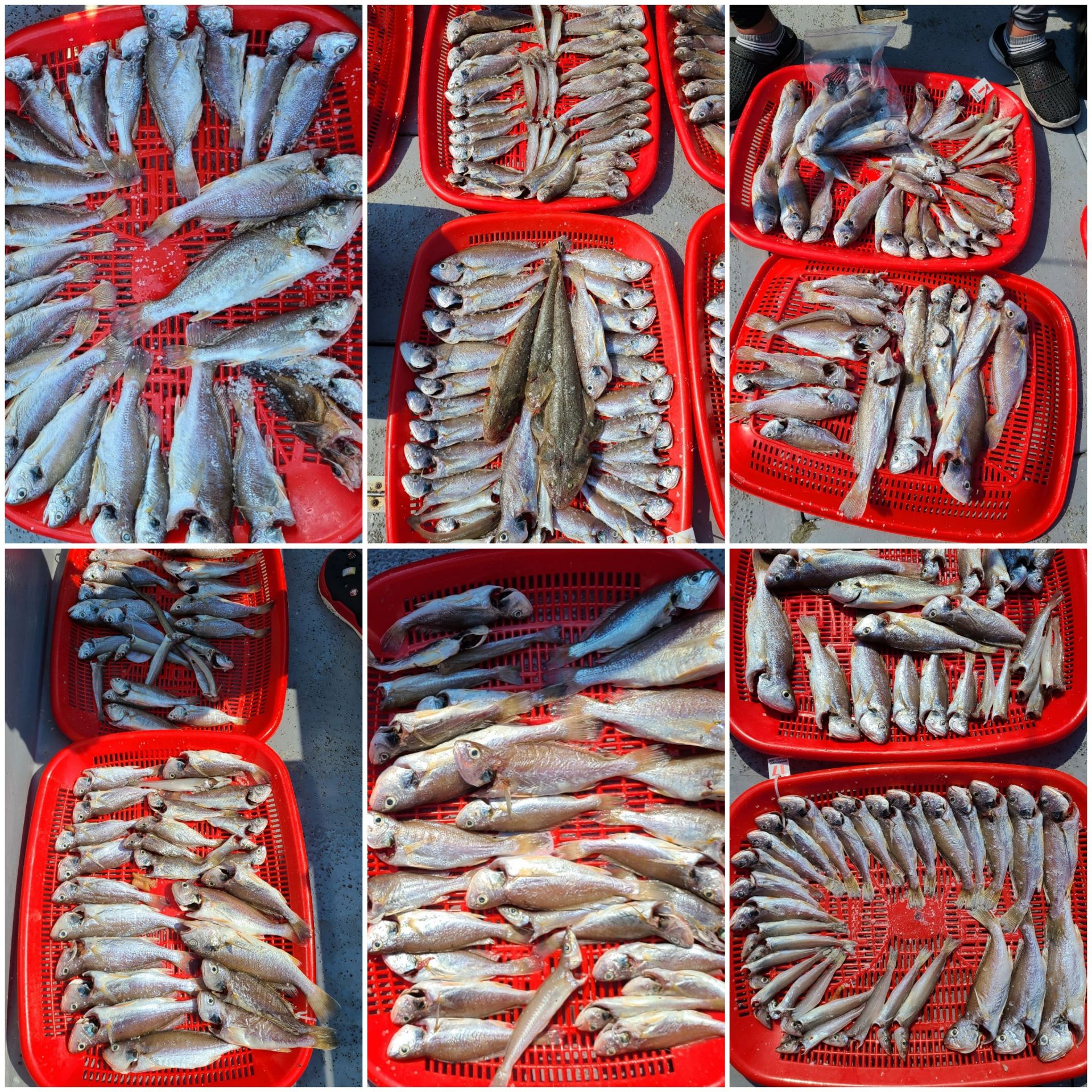 7월16일 뉴대성호 백조기조황