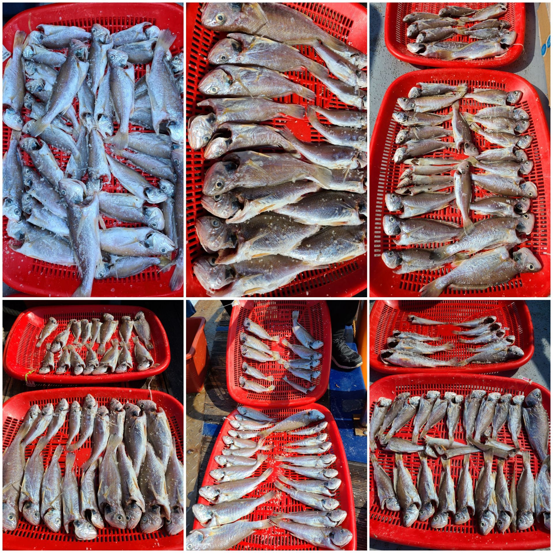 7월31일 뉴대성호 백조기조황