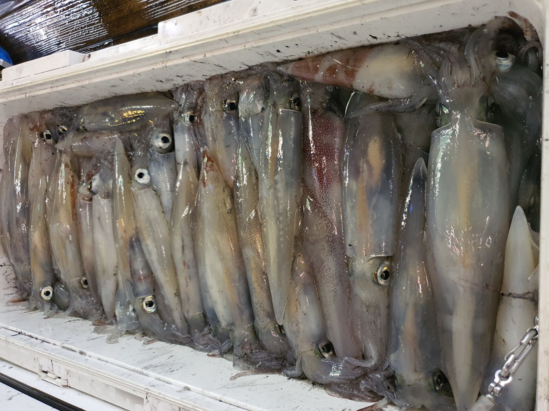 8월17일 한치 대박조황(완도점)