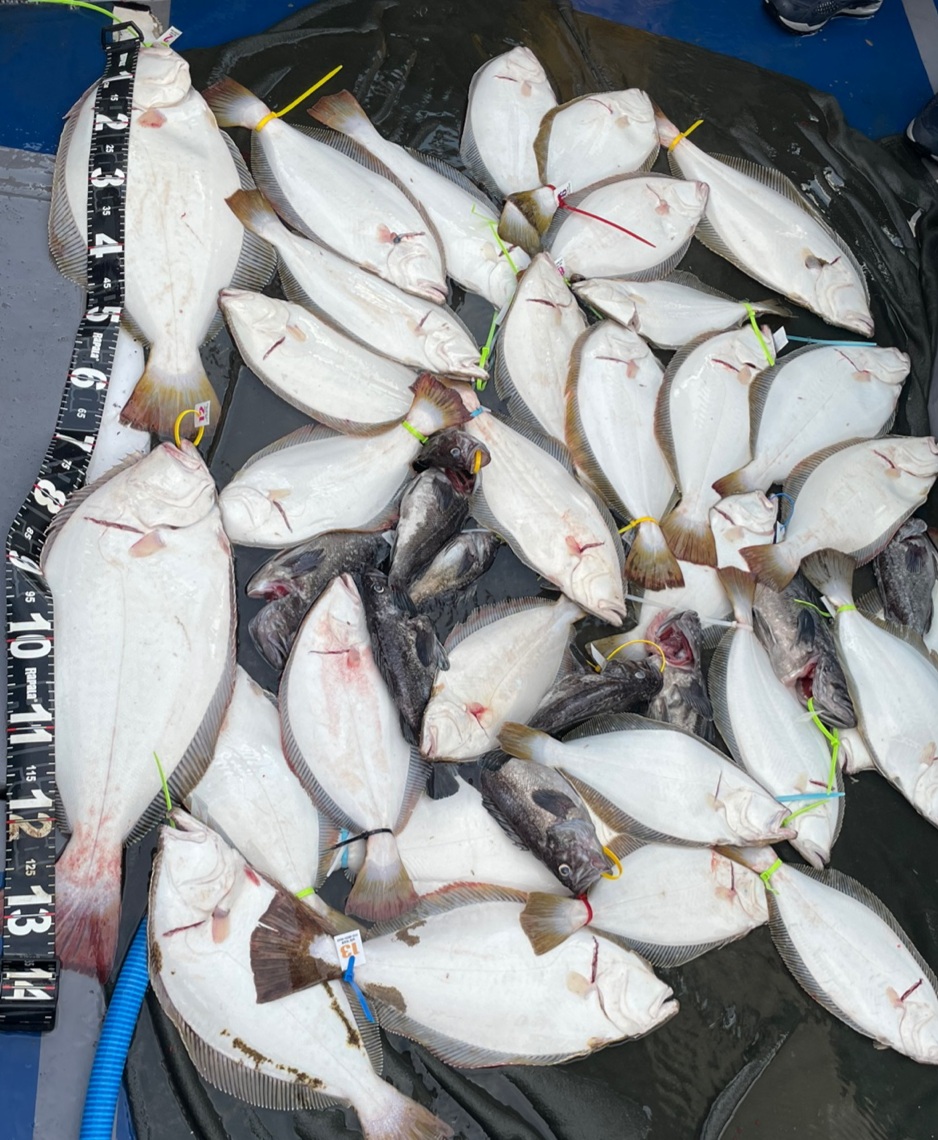 7월 18일 대성호 대박~~13인 광어다운샷조황입니다 ~