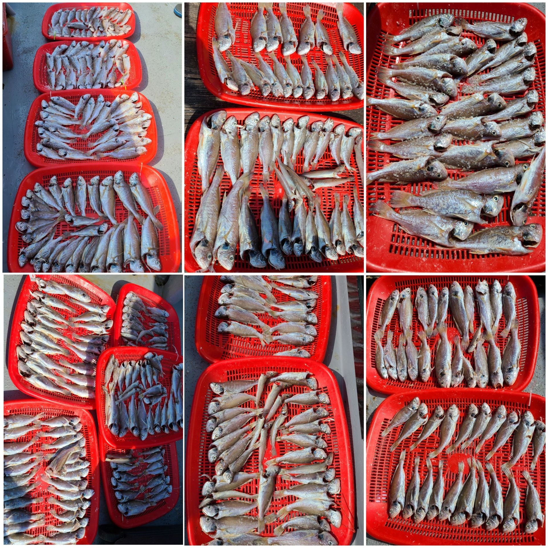 7월24일 뉴대성호 백조기조황