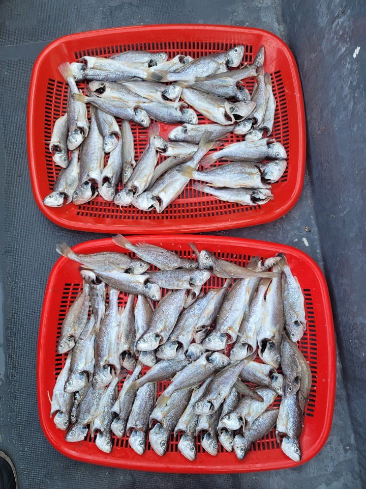 7월 24일 대성2호 백조기 조황