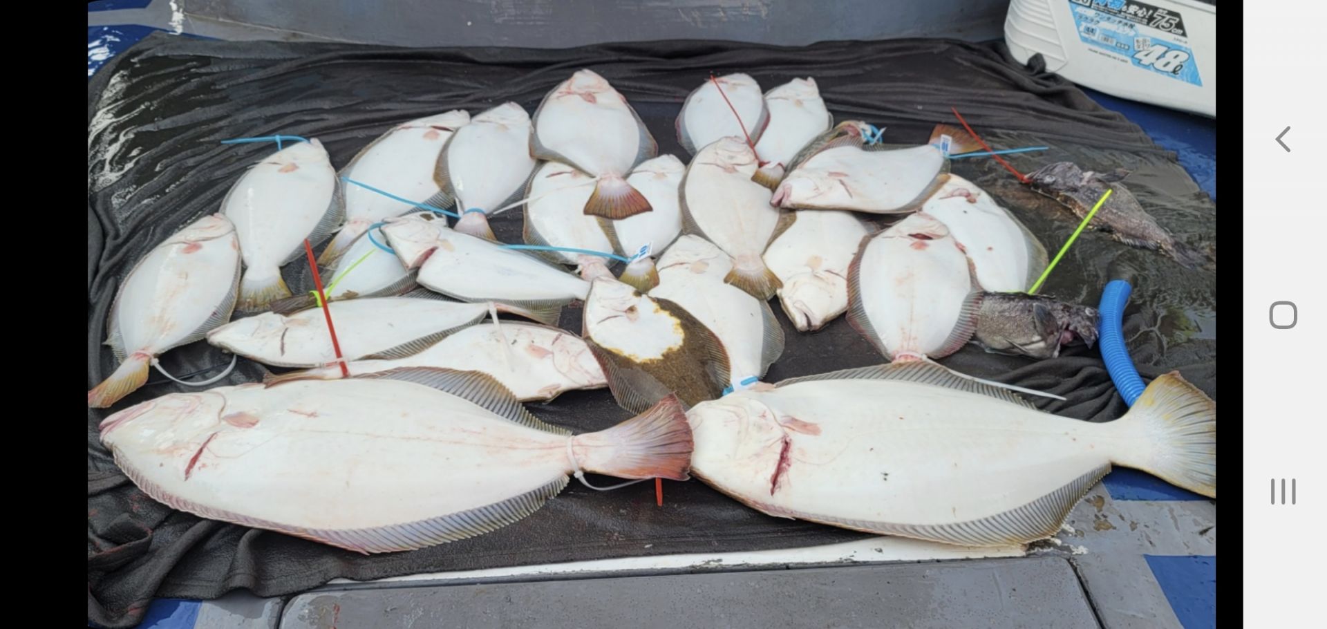 7월 16 13인 대성호 대광어 대박조황입니다~^^