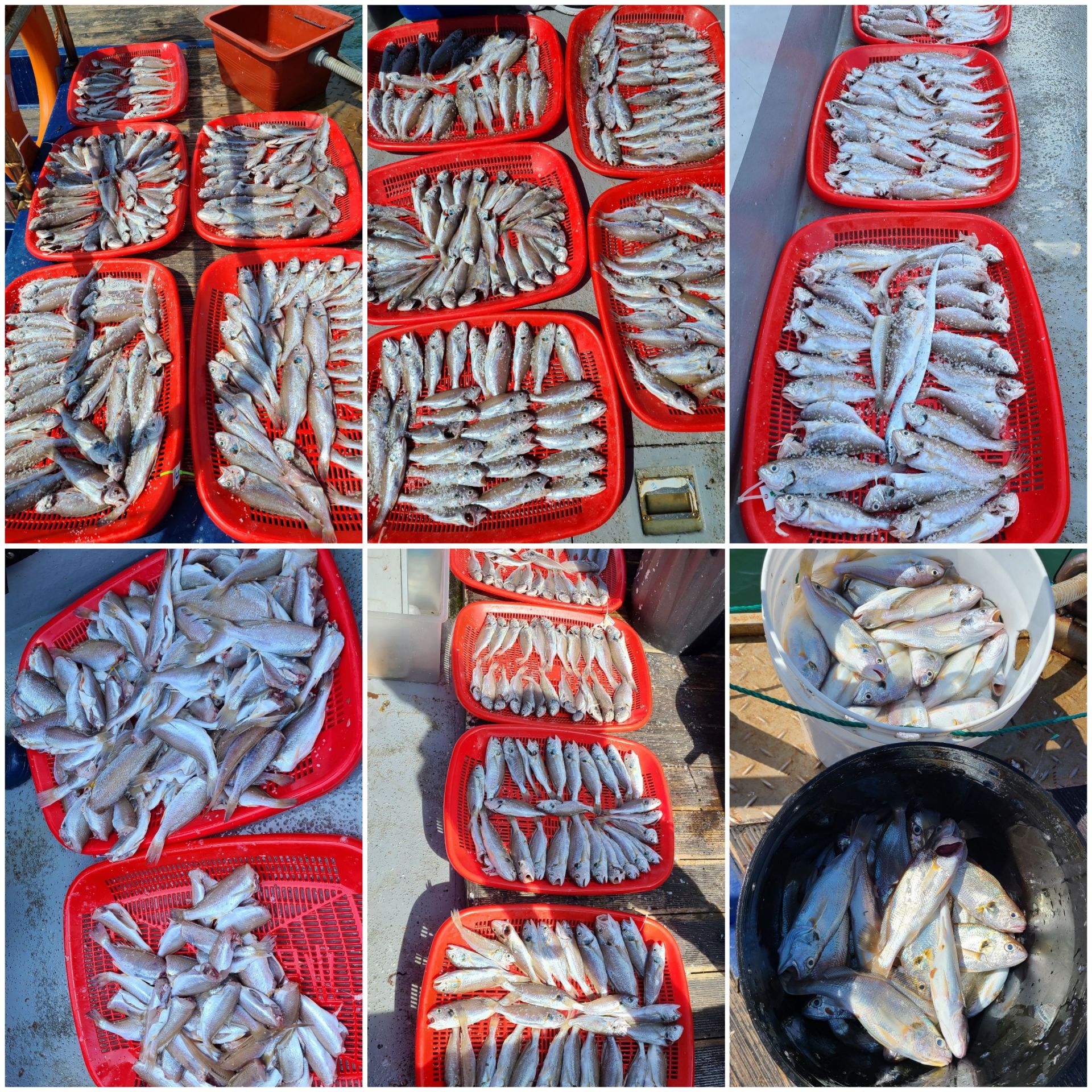 8월9일 뉴대성호 백조기조황