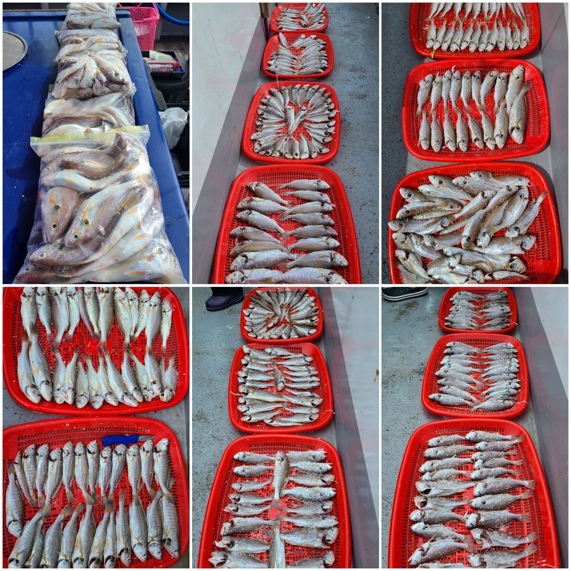 8월14일 뉴대성호 백조기조황