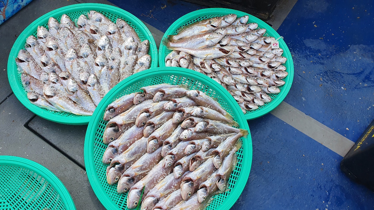 8월 7일 대성호 백조기 조황입니다