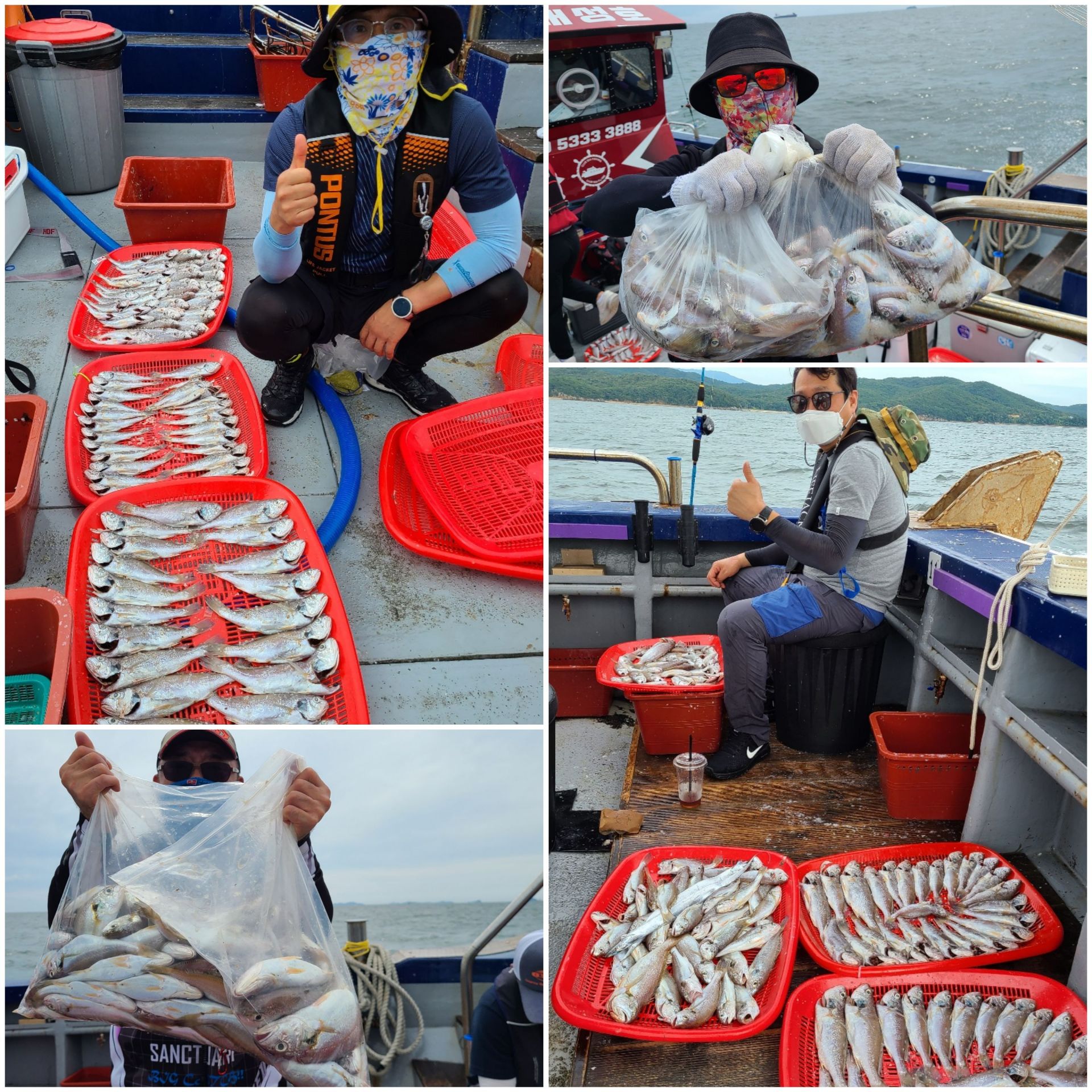 8월7일 뉴대성호 백조기조황