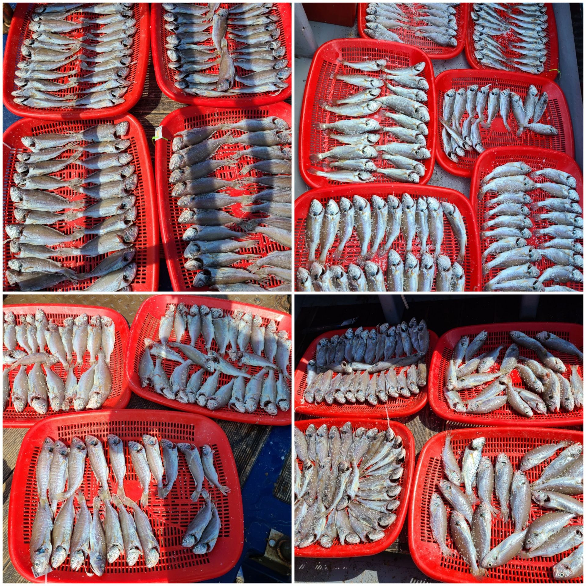 8월20일 뉴대성호 백조기조황