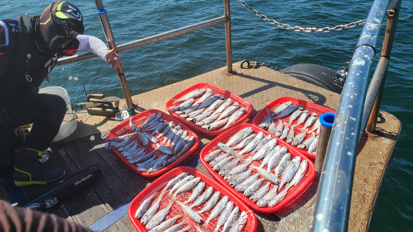 8월5일 뉴대성호 백조기조황