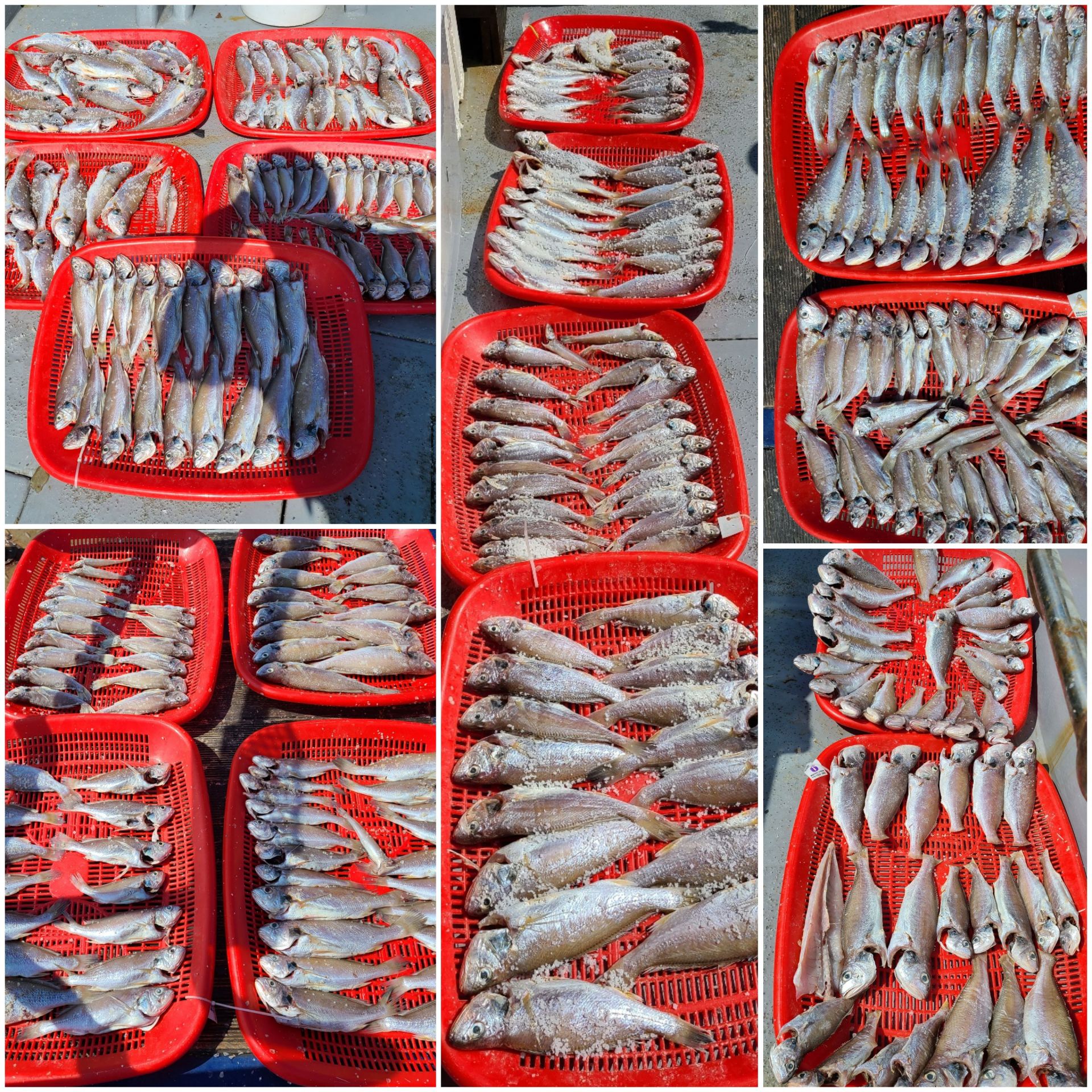 8월4일 뉴대성호 백조기조황