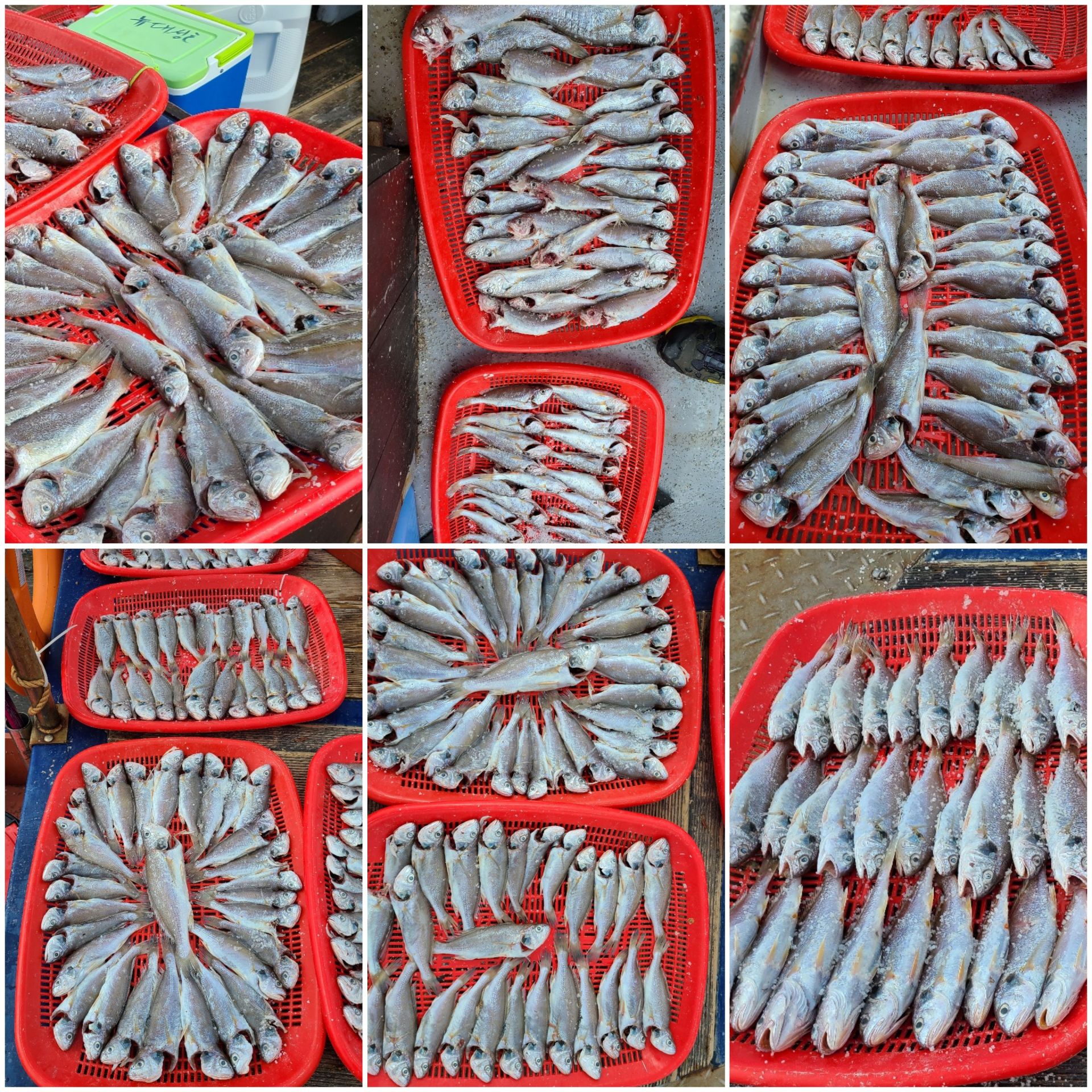 8월19일 뉴대성호 백조기조황