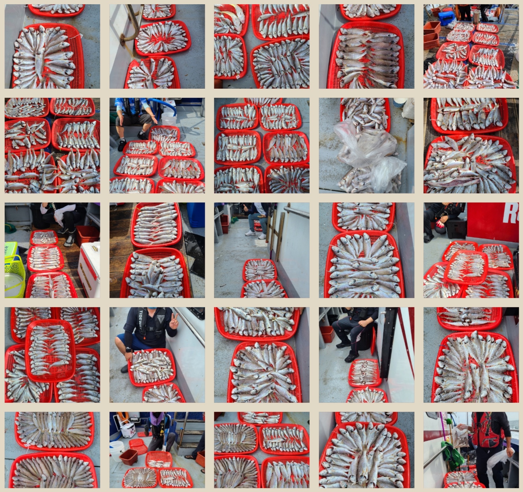 8월16일 뉴대성호 백조기조황