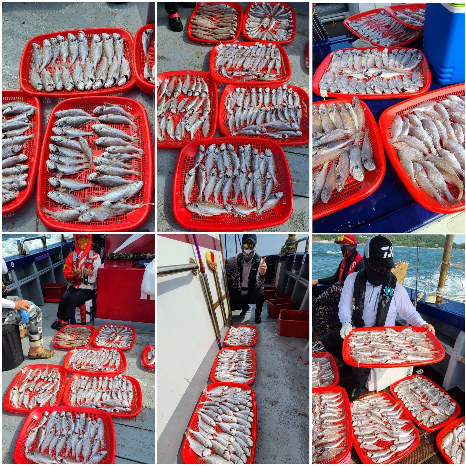 8월6일 뉴대성호 백조기조황