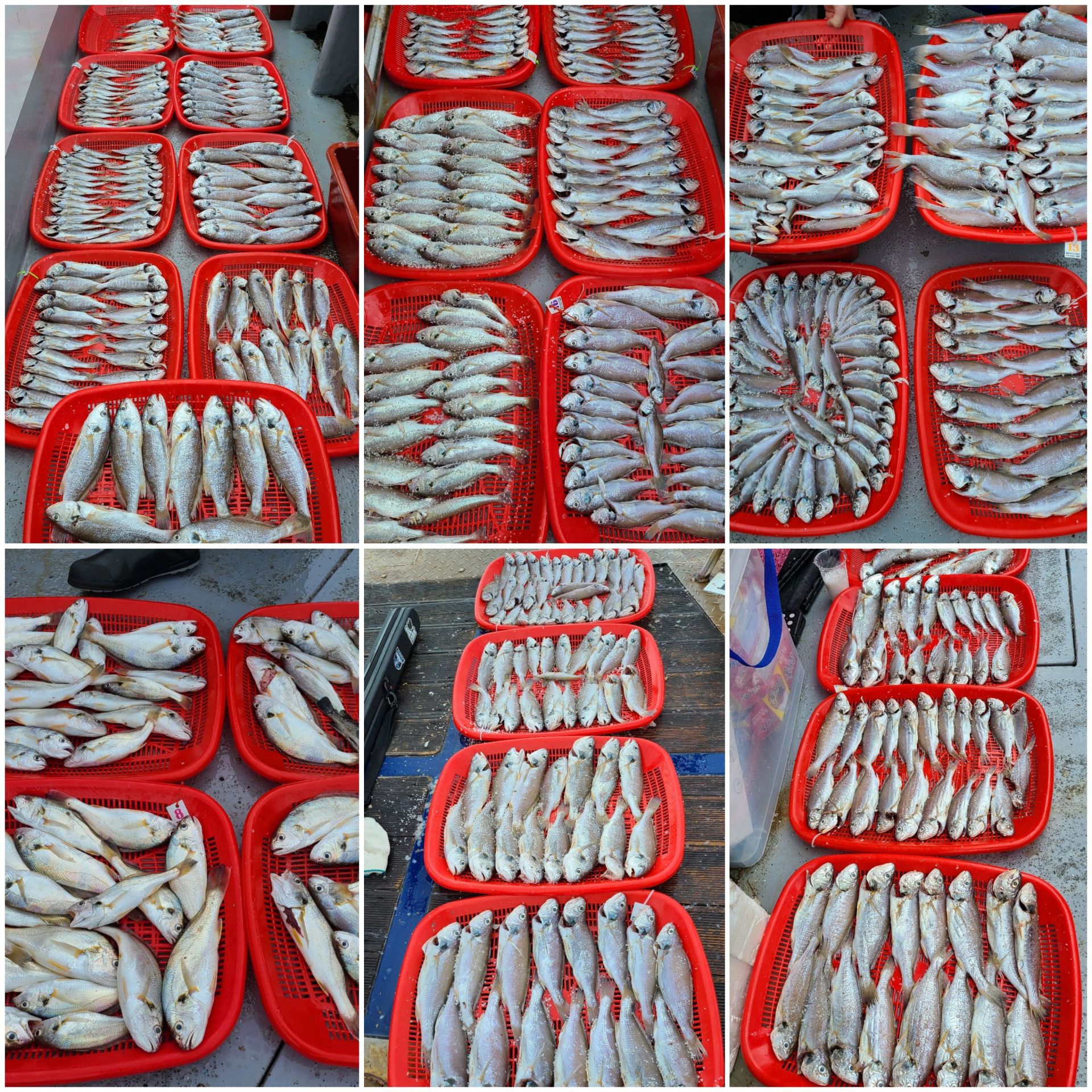 8월3일 뉴대성호 백조기조황