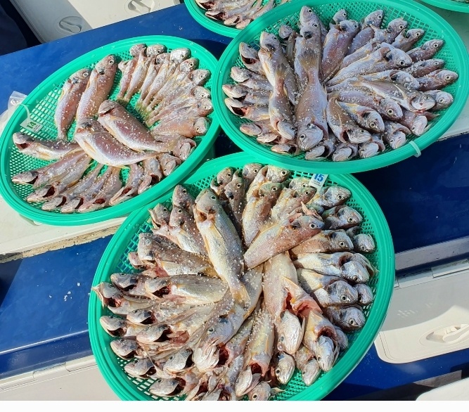 8월 14일 대성호 백조기조황입니다~